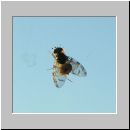 Ceratitis capitata - Frucht- Taufliege 01.jpg